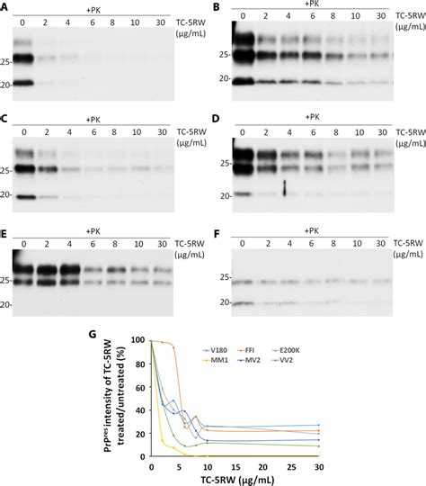 The Effect Of TC 5RW On Human PK Resistant PrPSc By In Vitro