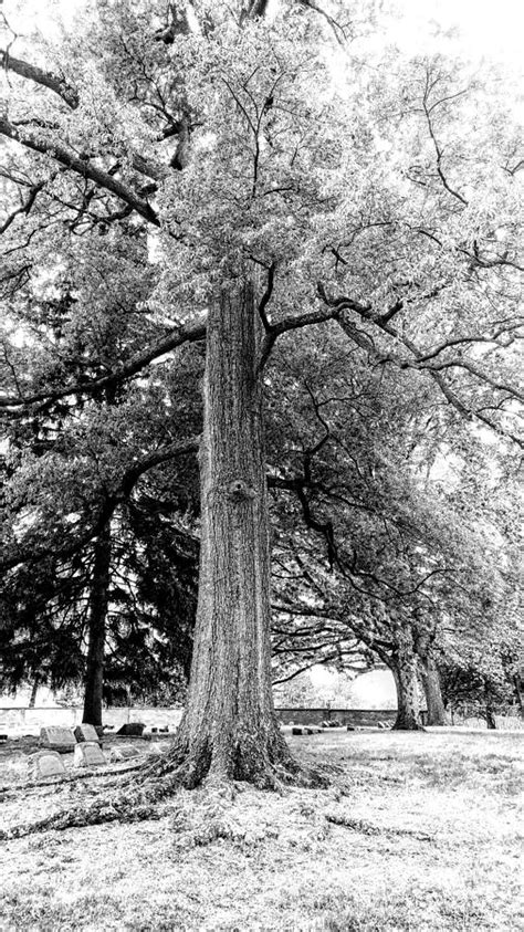 Sprawling Roots Photograph By Lesley Wood Fine Art America