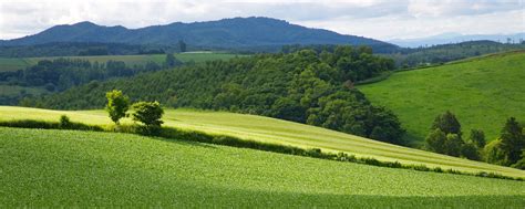 Trees On Hill With Mountain Background Biei Hd Wallpaper Wallpaper Flare