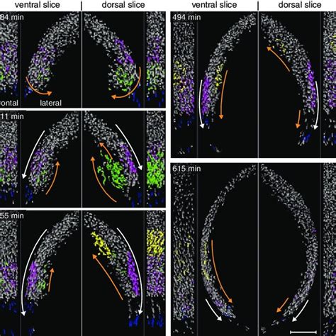 Imaging And Reconstruction Of Zebrafish Embryogenesis A