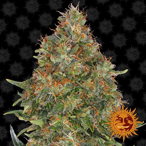 ! PINEAPPLE EXPRESS AUTO™ Autoflowering Cannabis Seeds | BARNEYS FARM®