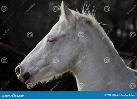 Young White Horse Face Closeup Stock Photo Image Of Sight Eyes