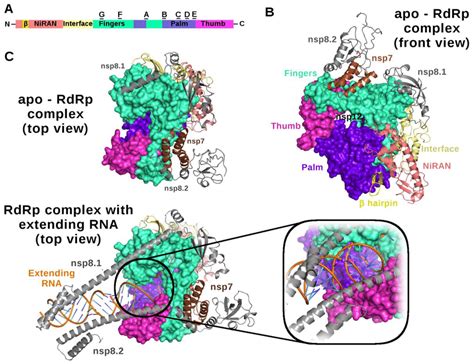 Cryo Em Structure Of Rna Dependent Rna Polymerase Rdrp Of Sars Cov