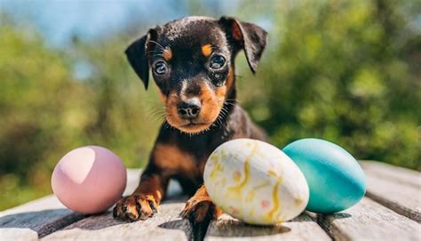 Premium Photo | Adorable little puppy of miniature pinscher with easter ...