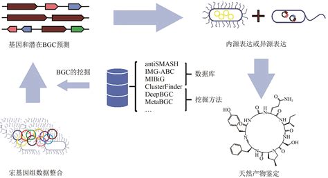 微生物组生物合成基因簇发掘方法及应用前景