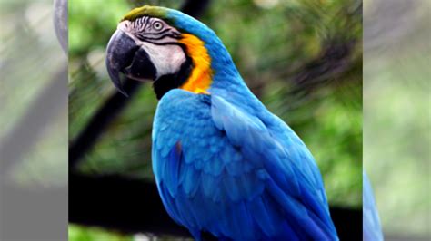 La hermosa especie de guacamayo azul brasileño de la película “Río” fue ...