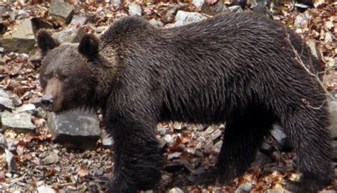 Preparan Plan Para Evitar La Extinci N Del Oso Pardo Diario El Mundo