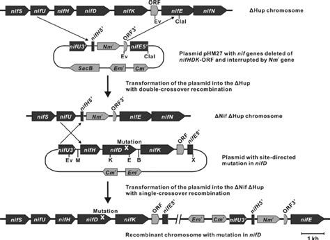 Construction Of The Nif Hup Complemented And NifD Site Directed
