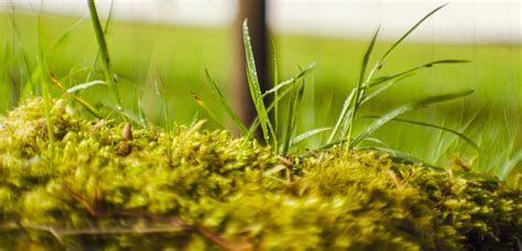 How to get rid of moss: THE Lawn Moss Killer Guide of 2023 | MOOWY