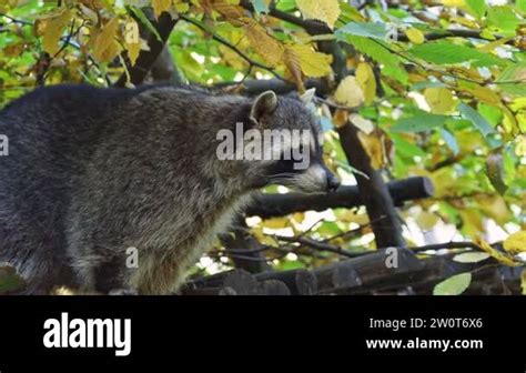 Raccoon Procyon Lotor And Autumn Leaves In Background Also Known As