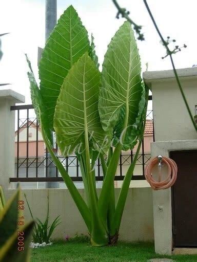 Слоновье ухо , алоказия арма | Happy_PlantZ.7 | Дзен