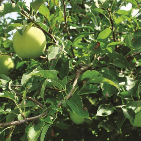 Tips For Growing Apple Trees Fine Gardening