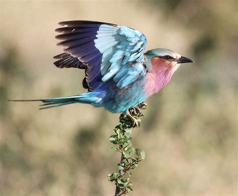 Lake Manyara National Park Safari By Parks Safari Guide