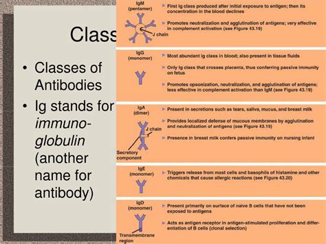 Ppt Chapter 43 The Body’s Defenses Powerpoint Presentation Free Download Id 2831822