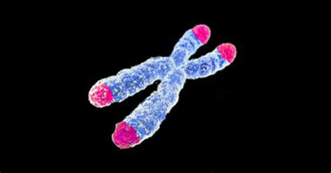 Telomere Length Linked To Rare Variants Clonal Hematopoiesis Genes