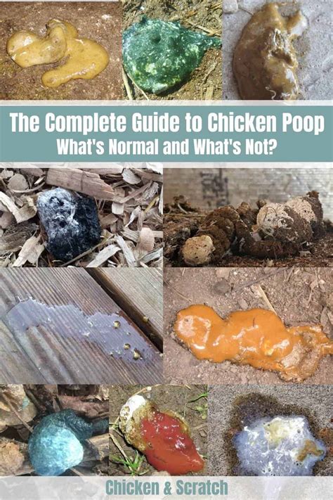 Chicken Poop Guide: What's Normal and What's Not?