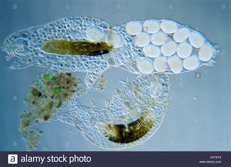 Tardigrade Image High Resolution Stock Photography And Images Alamy