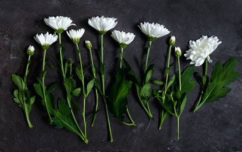 purple chrysanthemum flowers in full bloom against a black background ...