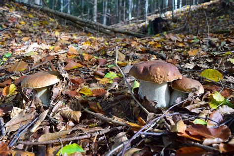 Flora – Central Balkan National Park and Biosphere Reserve