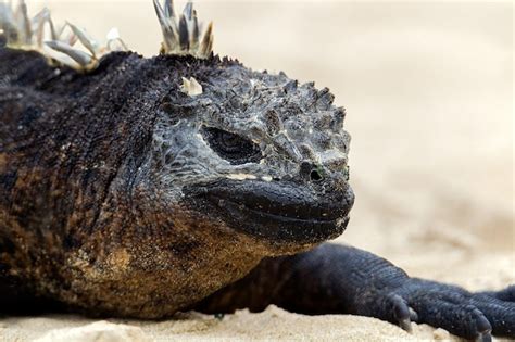 Premium Photo Marine Iguana Amblyrhynchus Cristatus Galapagos