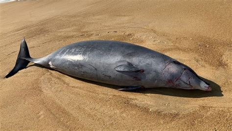 Landes le corps d une baleine à bec s échoue sur une plage de