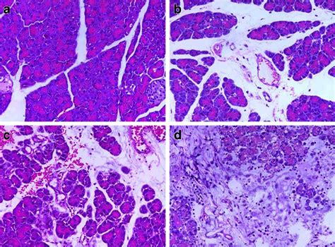 Hematoxylin And Eosin Staining Of Pancreas Tissue Sections A Animals