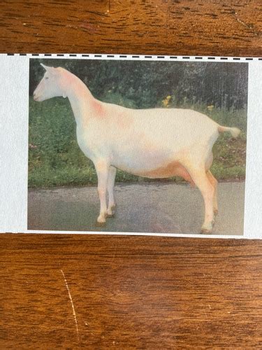 GOAT BREEDS Flashcards Quizlet