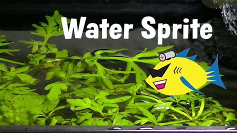 Water Sprite Plant Care: Floating, Propagation, Roots