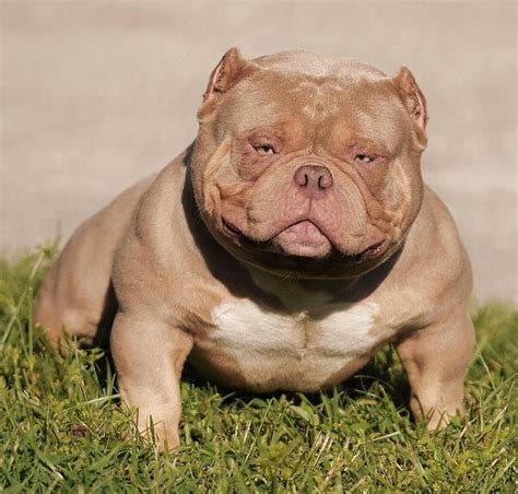 Micro Bully: The Miniature American Bully Breed Guide