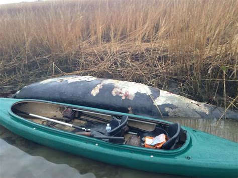 Rare Whale Washes Ashore At Island Beach State Park