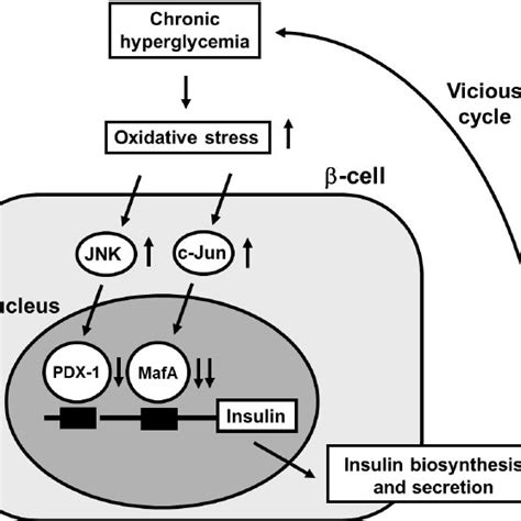 Down-regulation of incretin receptors in pancreatic β-cells under ...