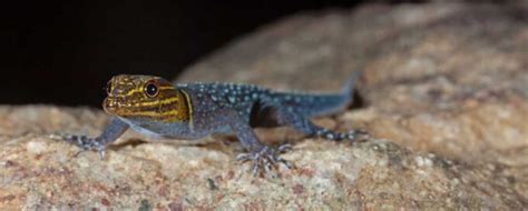 An agile gecko found in India was named after Jackie Chan | Science News