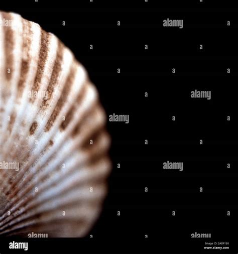 Scallop shell. The scallop is a part of the Pectinidae family of ...