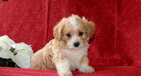 Yorkie-Poo.Meet Juliet a Puppy for Adoption.