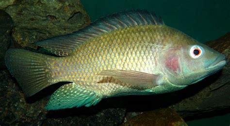 Treatment Of Burns With Fish Skin Kerafast Blog