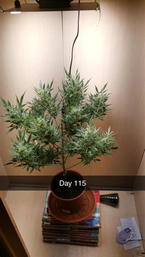 Zamnesia Seeds Blueberry Automatic Grow Diary Journal Week16 By