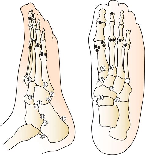 Imaging of the Foot and Ankle - Clinical Tree
