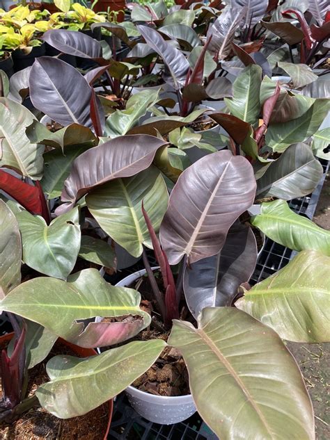 Philodendron Black Cardinal Unbeleafable