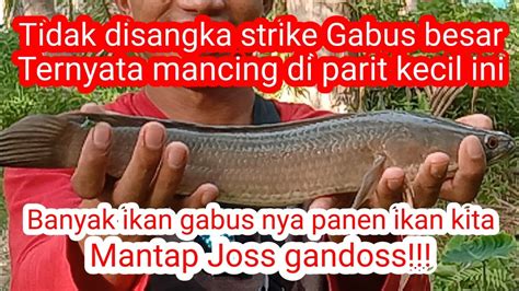 Mantap Tidak Disangka Mancing Diparit Kecil Yg Keru Airnya Ternyata