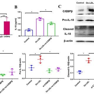 C Ebp Regulates Ox Ldl Induced Multiple Cytokines Release In Thp A