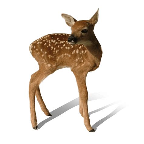 Download Baby Deer Standing Transparent Png Stickpng