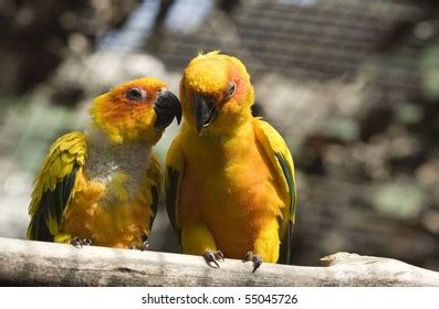 Two Parrots Talking: Over 1,483 Royalty-Free Licensable Stock Photos ...