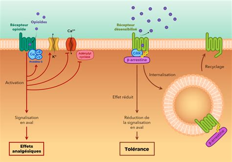 Tol Rance Et Hyperalg Sie Induite Par Les Opio Des Medpress Le