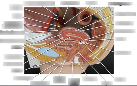 Midsagittal View Of Female Reproductive System Diagram Quizlet