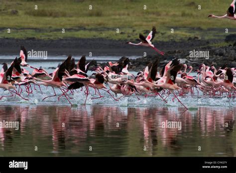 A Flock Of Flamingos Take Flight In Lake Nakuru National Park Kenya