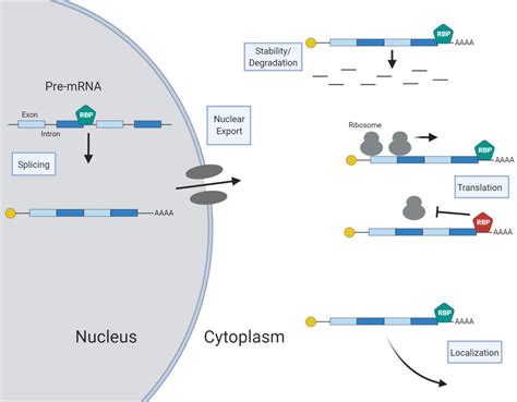 Figure 1 From Identifying The Mrna Targets Of The Rna Binding Protein