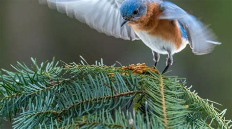 Wing of a Blue Roller by Albrecht Dürer Art Direction