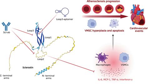 Loop2 and loop3 of sclerostin are key binding targets for sclerostin... | Download Scientific ...