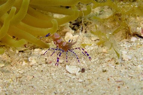 Anêmona E Camarão Limpador Manchado Periclimenes Yucatanicus Na Areia