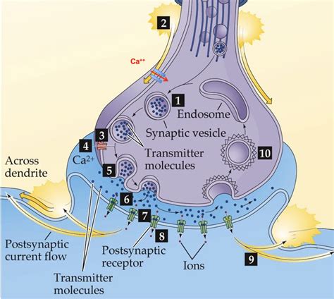 Schematic Of Synaptic Transmission The Arrival Of An